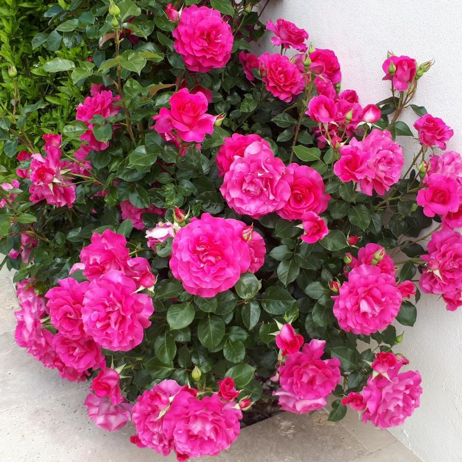 Bed and Breakfast Aigues Marines Екстер'єр фото